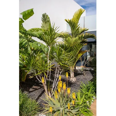 Casa Bouganvillea Holiday home Lajares